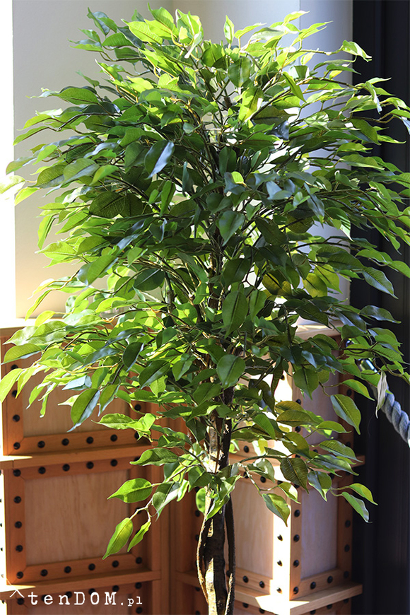 Fikus Benjamin B, sztuczna roślina w doniczce