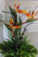 Strelicja Anite, kompozycja w złotej donicy