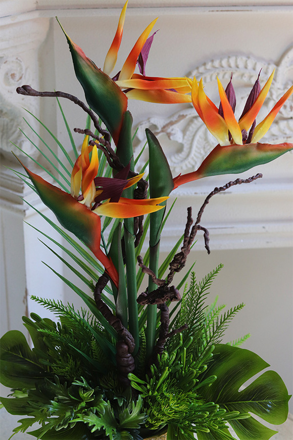 Strelicja Anite, kompozycja w złotej donicy