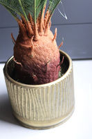 Cykas Gold Line, sztuczna roślina w złotej donicy