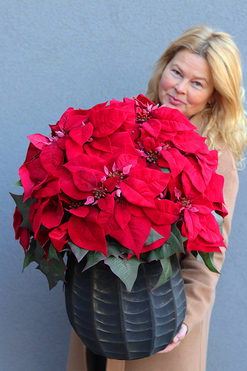 OD RĘKI Gwiazda Betlejemska Precjoza, sztuczna roślina w donicy, wys.60cm 