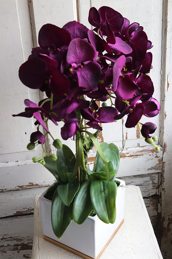 Bakłażanowy, fioletowy storczyk w ceramicznej donicy, wys.66cm 