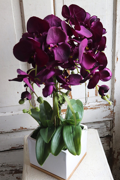 Bakłażanowy, fioletowy storczyk w ceramicznej donicy, wys.66cm 