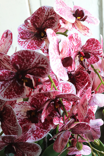 Hefratia Blackino, gumowy storczyk w czarnej donicy, wys.59cm