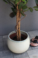 Fikus Benjamin K Ares, sztuczna roślina w donicy