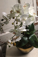 Jedolla, storczyk w złotej doniczce