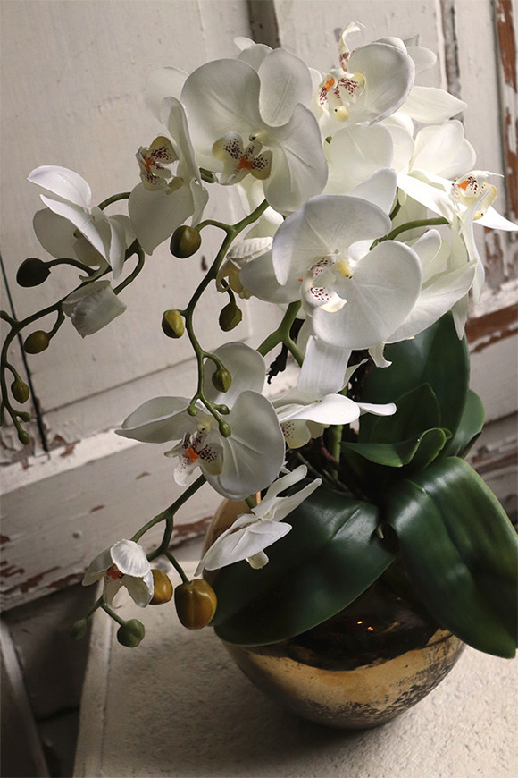 Jedolla, storczyk w złotej doniczce