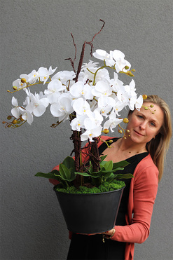 Metalia, storczyk w donicy klienta, wys.74cm