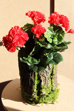 Red Wood, kompozycja kwiatowa pelargonie, wym.38cm