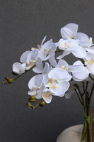 Nerette, storczyk w nowoczesnym pucharze