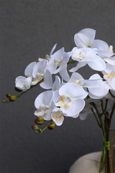 Nerette, storczyk w nowoczesnym pucharze