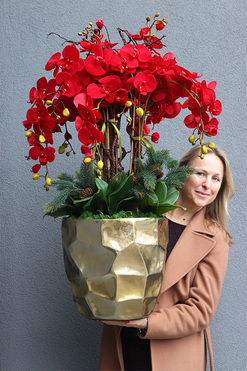 Red Deluxe, elegancki storczyk zimowy, wys.100cm  