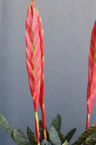 Bromelia Pistacio, sztuczna roślina w doniczce