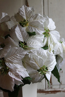 Biała Gwiazda Betlejemska, świąteczny kwiat poinsecji