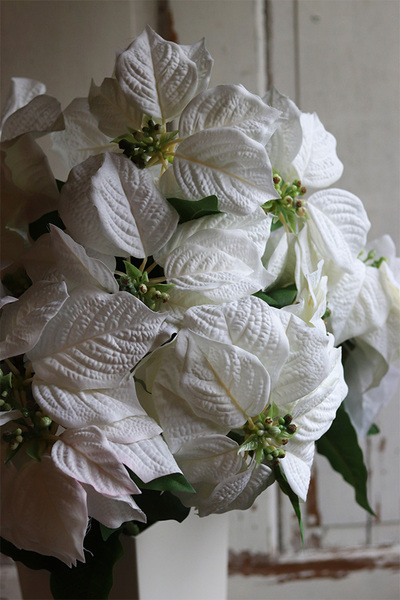 Biała Gwiazda Betlejemska, świąteczny kwiat poinsecji