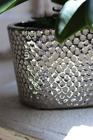 Linda Fuksja, storczyk w srebrnej ceramicznej donicy glamour