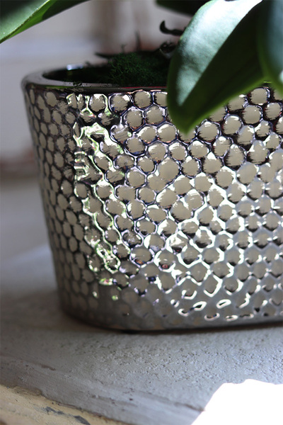 Linda Fuksja, storczyk w srebrnej ceramicznej donicy glamour