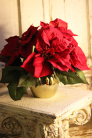 Gwiazda Betlejemska Goldisto, wysokiej jakości sztuczna roślina, wym.33x44cm