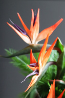 Strelicja Dekina, egzotyczna kompozycja w wazonie