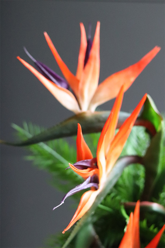 Strelicja Dekina, egzotyczna kompozycja w wazonie