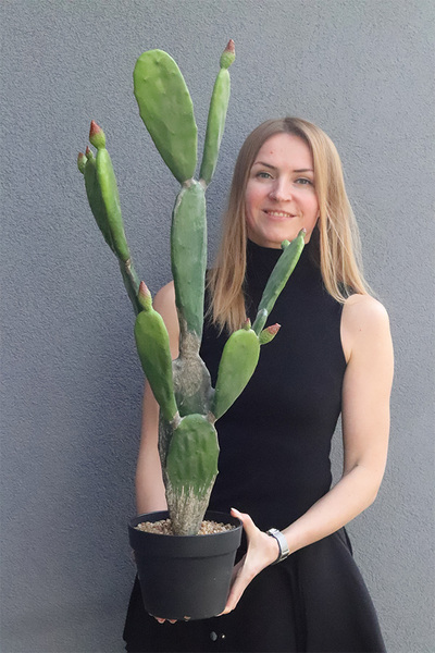 Kaktus Dakota New, sztuczna opuncja