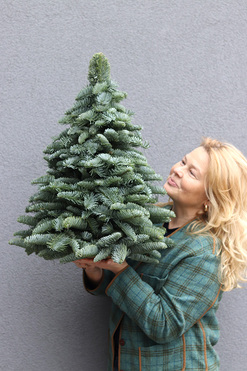 Nobilis, świąteczna choinka z żywych gałązek, wys40cm 