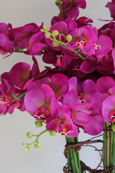 Gizelle Fuksja New, gumowy storczyk w białej donicy