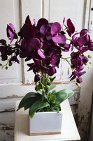 Bakłażanowy, fioletowy storczyk w ceramicznej donicy, wys.66cm 