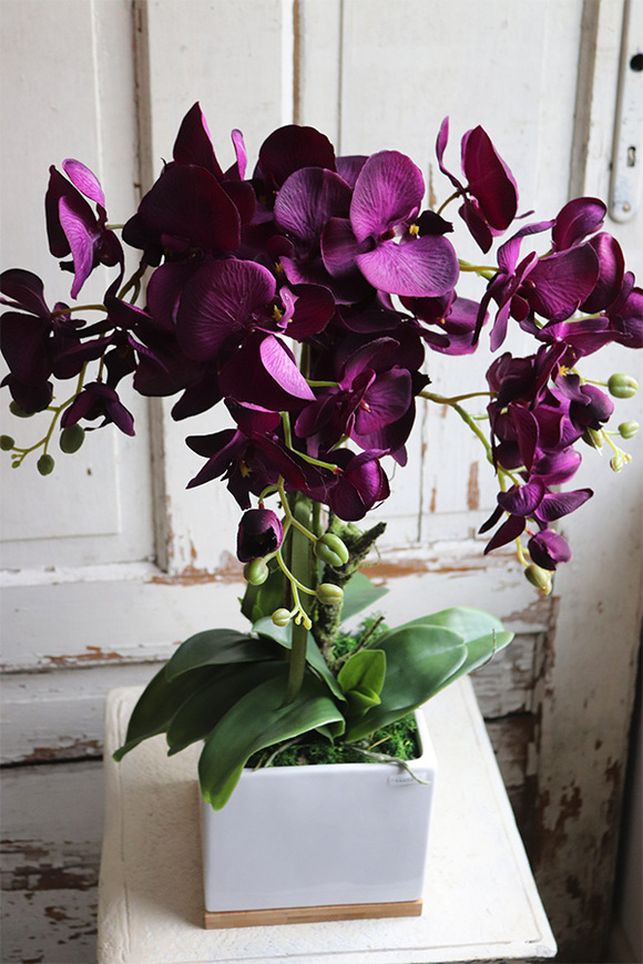 Bakłażanowy, fioletowy storczyk w ceramicznej donicy, wys.66cm 