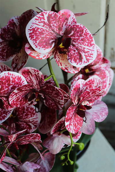 Hefratia Blackino, gumowy storczyk w czarnej donicy, wys.59cm