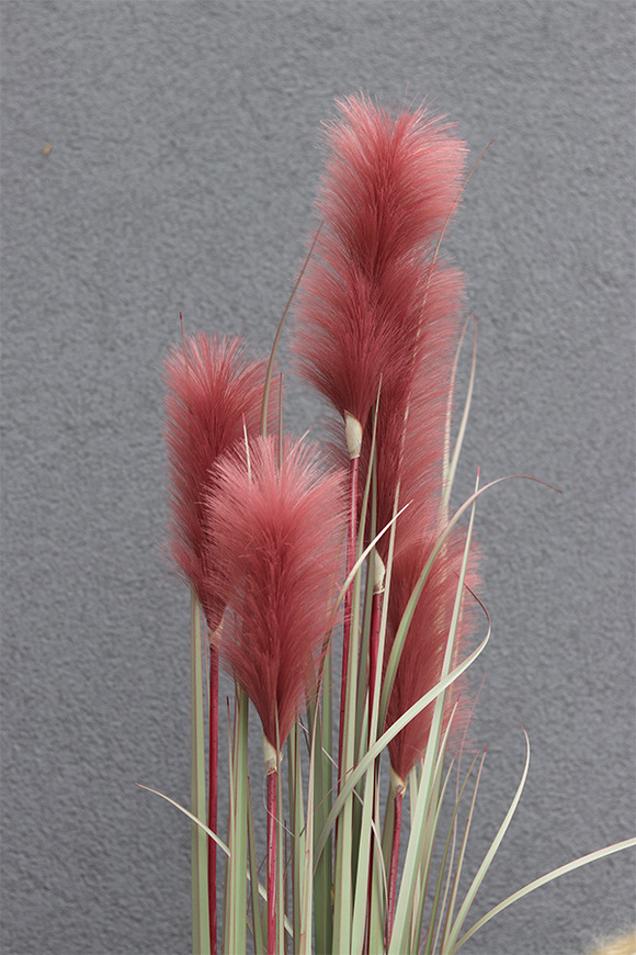 sztuczna trawa Pióropusze, róż