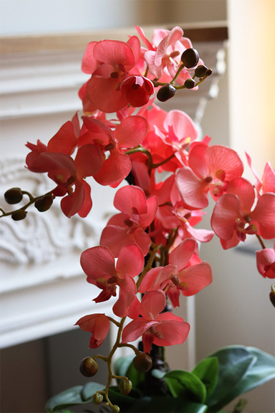 Laos Coralla, różowy storczyk sztuczny