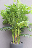 Areca Concrete, sztuczna palma w betonowej donicy