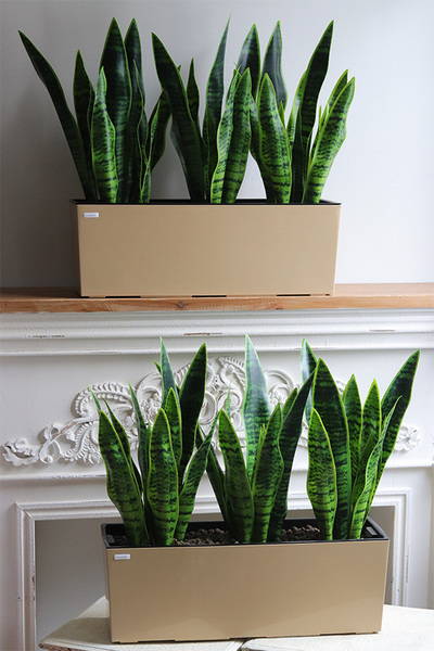 Sansewieria Mediolan, roślina sztuczna w donicy