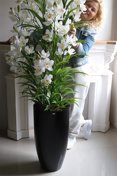 Ambasador Grande Fiberglass, efektowny storczyk w czarnej donicy,