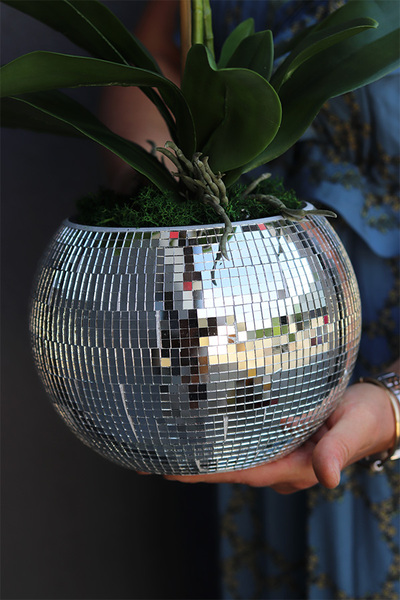 storczyk Explosion, Silver Ball