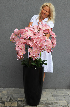 bardzo duży storczyk Pudrovy Fiberglass Grande Black, wys.120cm 