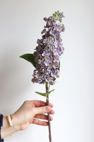 Bzy Royal, gumowy bez kwitnący lilak