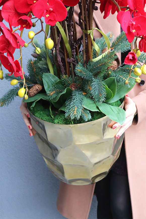 Red Deluxe, elegancki storczyk zimowy