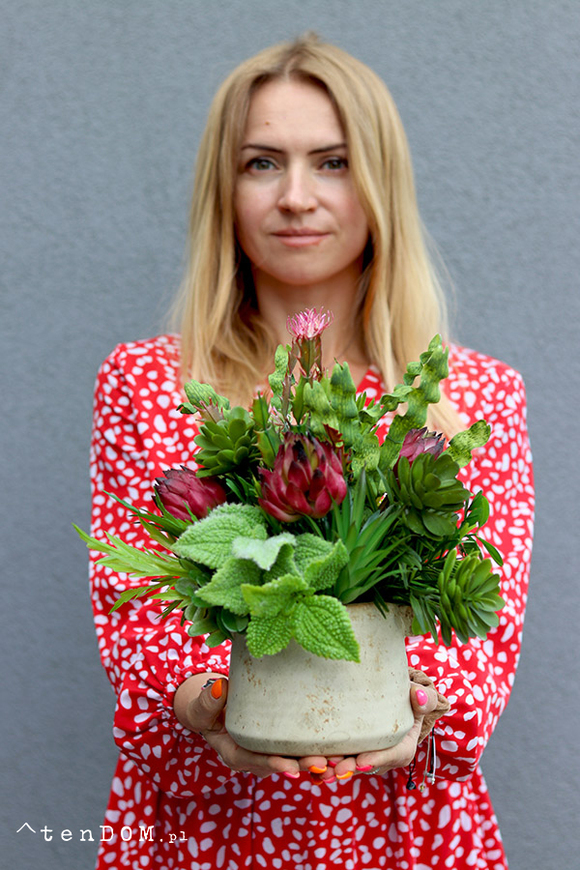 Prometia, kompozycja sukulenty w donicy