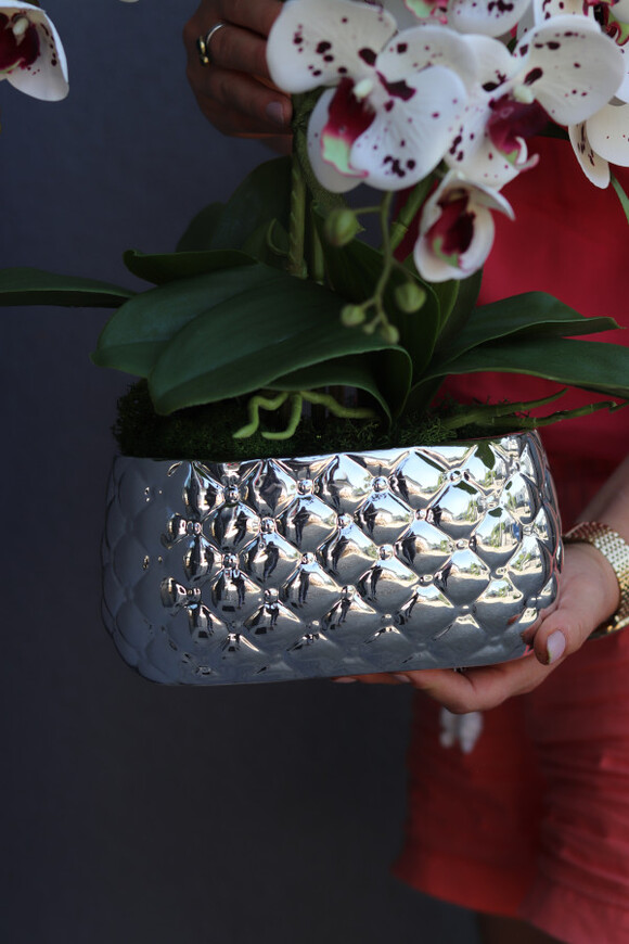 Dalmatyńczyk, gumowy storczyk w donicy glamour