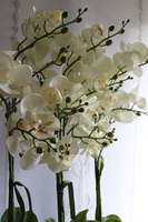 Laos Black Big, sztuczny storczyk w czarnej donicy, wys.65cm