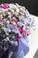 Kaszka Colors, flowerbox kwiatowy welurowy, gipsówka