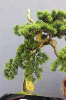 Bonsai Belezza, sztuczne drzewko w donicy fiberglass