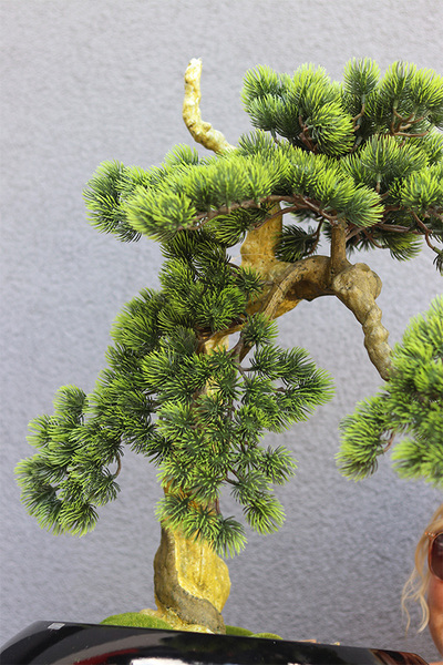 Bonsai Belezza, sztuczne drzewko w donicy fiberglass