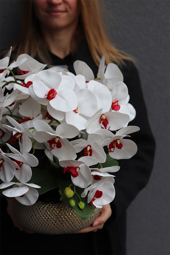 Kreonata, gumowy storczyk w złotej donicy