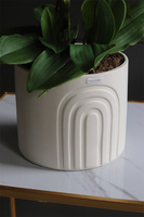 White Moment, nowoczesny storczyk w czarnej osłonce