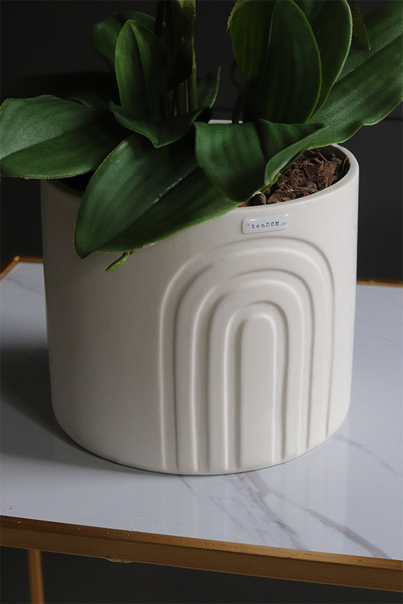 White Moment, nowoczesny storczyk w czarnej osłonce