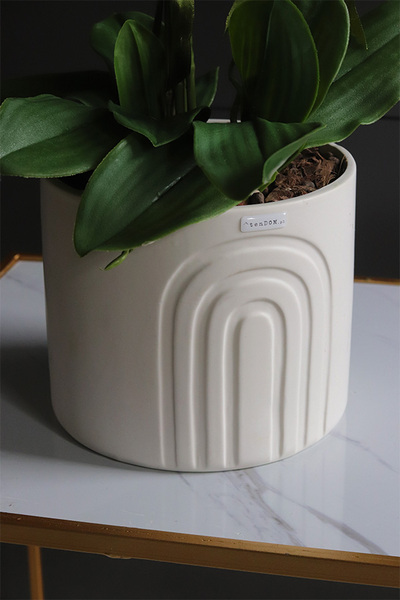 White Moment, nowoczesny storczyk w czarnej osłonce