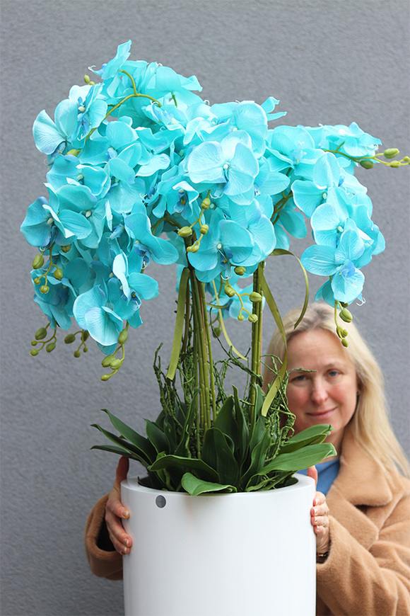 Turkusowy Fiberglass White, storczyk w białej donicy z fiberglass